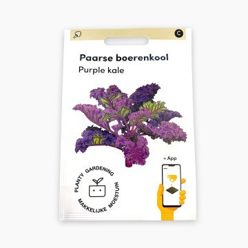 Paarse boerenkool zaden
